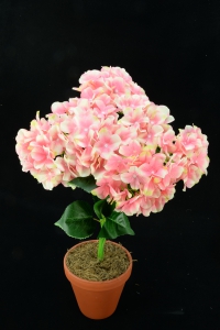 Pink Hydrangea Bush x7  (Lot of 1) SALE ITEM